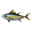Gelbflossen-Thunfisch