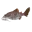 Löffelstör