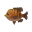 Oranger Blaukiemen