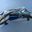 Sabre Raven